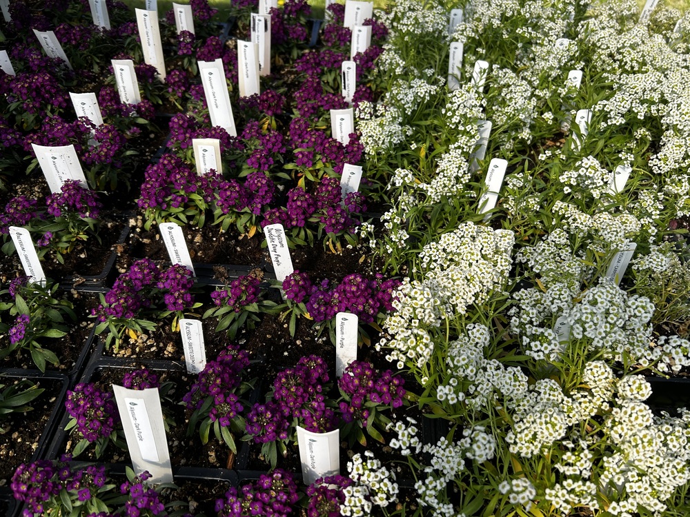 flowers on the table at the Gardengate May Plant Sale 